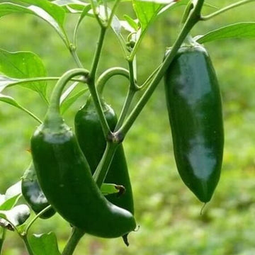 Pepper Seeds - Jumbo Jalapeno