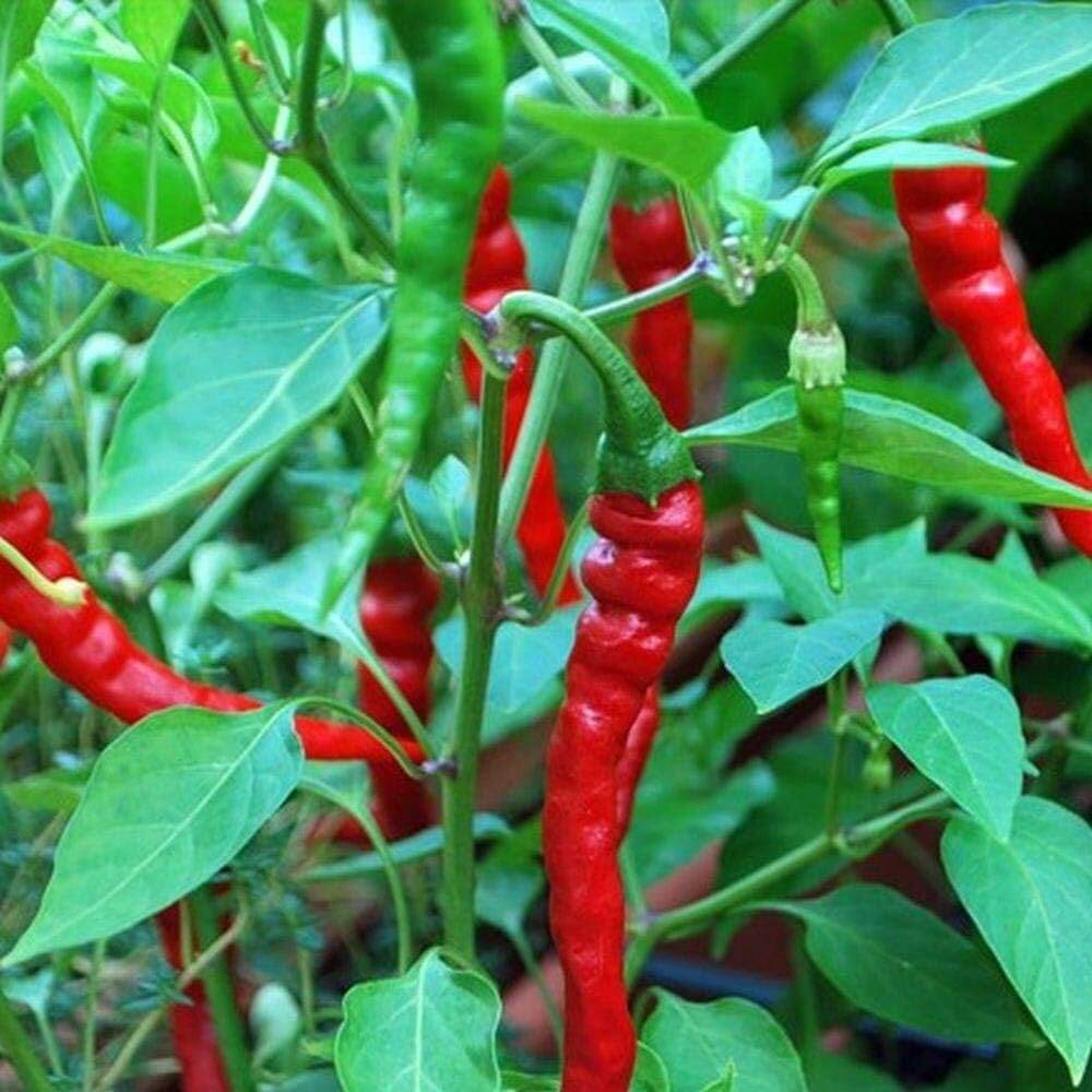 Pepper Seeds - Long
