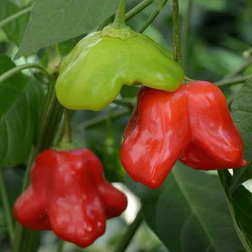 Pepper Seeds - Mad Hatter