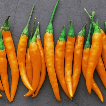 Pepper Seeds - Orange