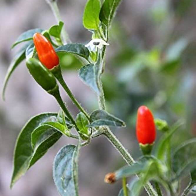  Pepper Seeds - Pequin Bird