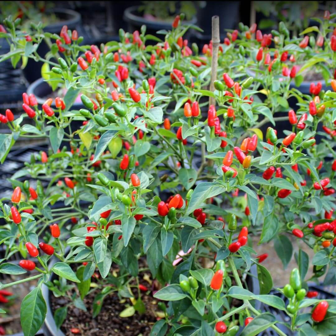  Pepper Seeds - Pequin Bird