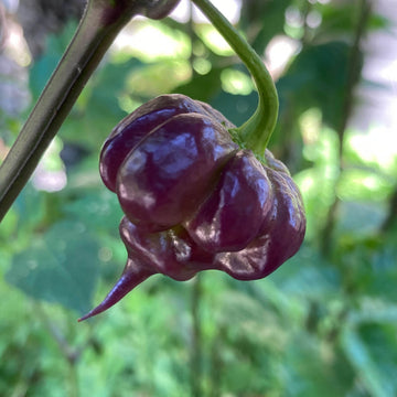 Pepper Seeds - Purple Death 