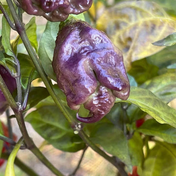 Pepper Seeds - Purple Death 