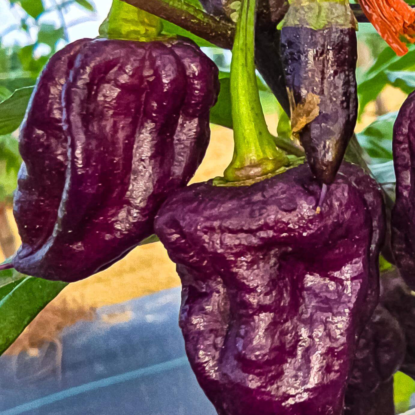 Pepper Seeds - Purple Death 