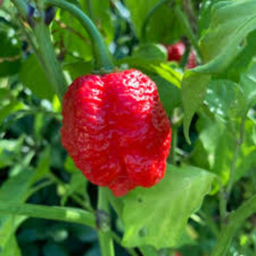 Pepper Seeds - Red Trinidad
