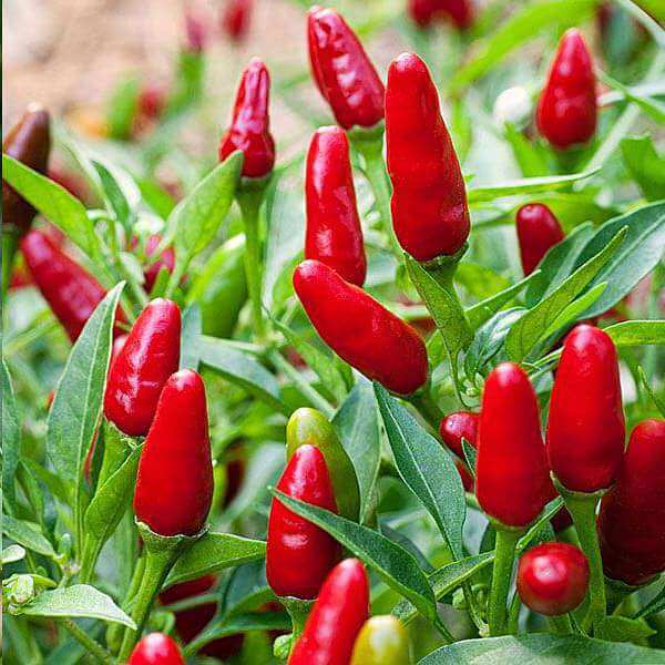  Pepper Seeds - Ree Chilies