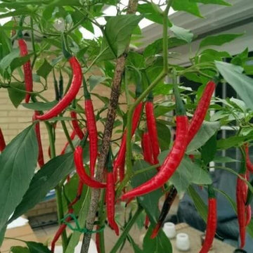 Pepper Seeds - Salkim Biber