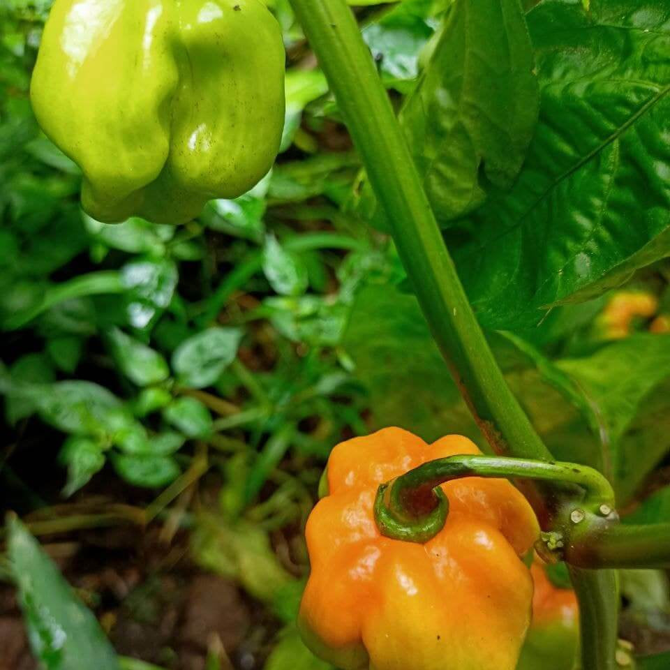 Pepper Seeds - Scotch Bonnet