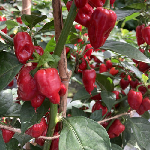 Pepper Seeds - Scotch Bonnet