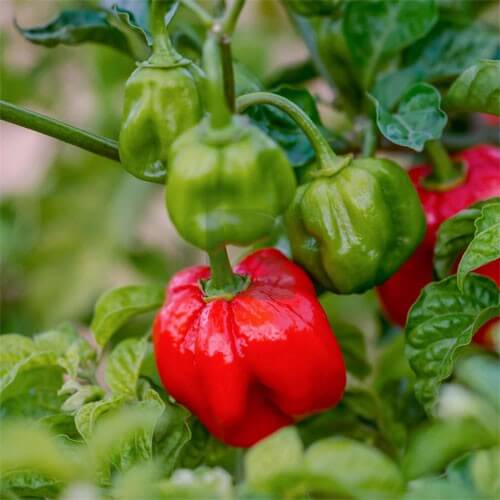 Pepper Seeds - Scotch Bonnet