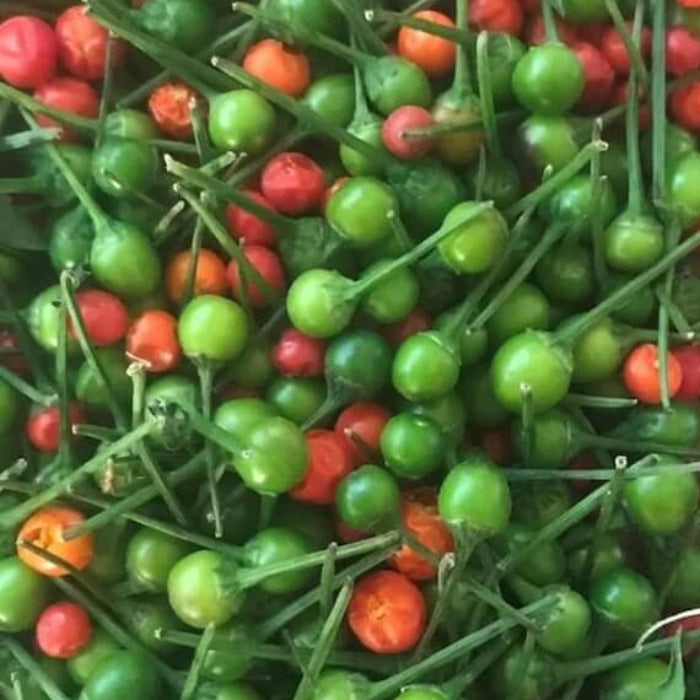 Pepper Seeds - Semi Peperoncino Chiltepin 