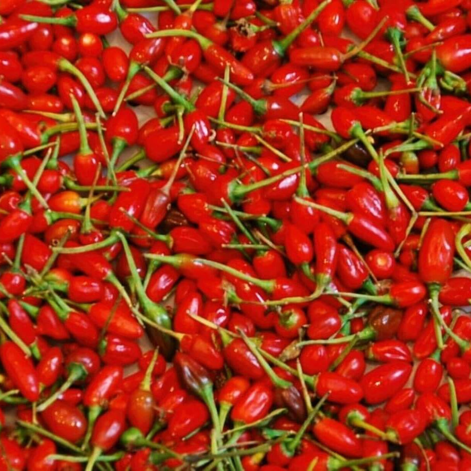 Pepper Seeds - Semi Peperoncino Chiltepin 