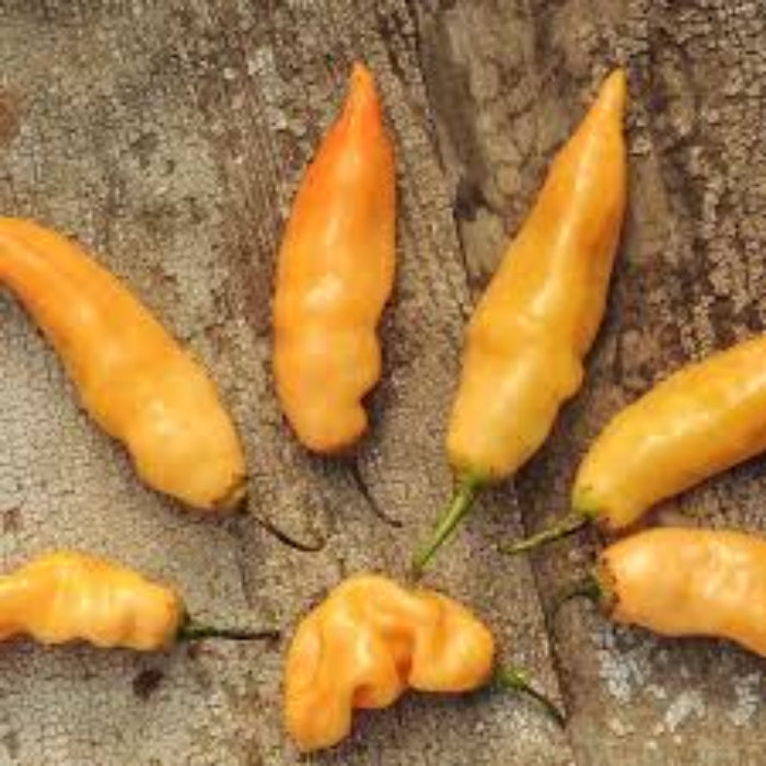  Pepper Seeds - Sugar Rush Peach