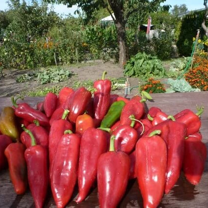 Pepper Seeds - Sweet Bulgarian