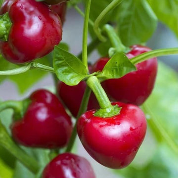Pepper Seeds - Sweet Cherry 