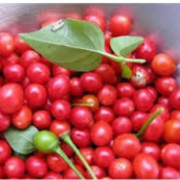 Pepper Seeds - Texas Chiltepin 