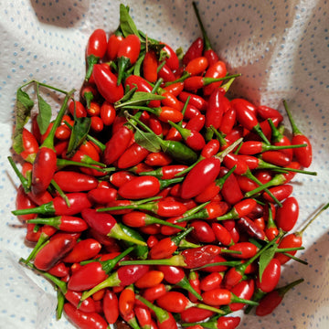 Pepper Seeds - Texas Chiltepin 