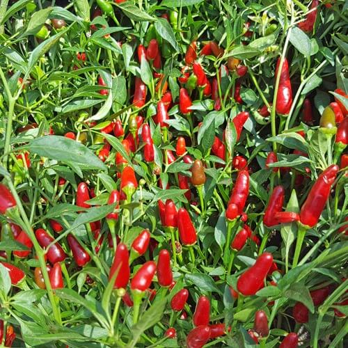  Pepper Seeds - Thai Sun