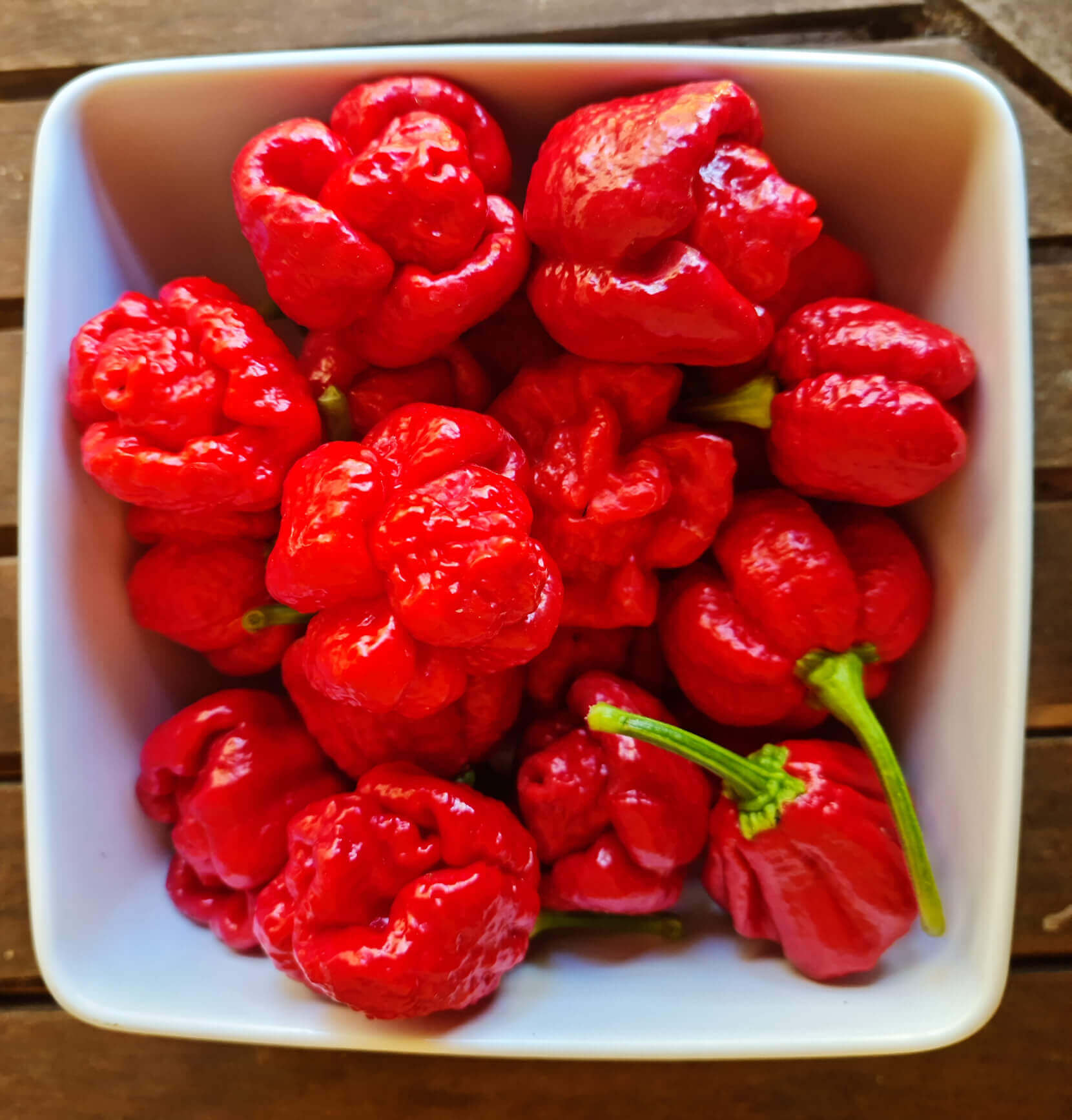 Pepper Seeds - Trinidad Moruga Scorpion