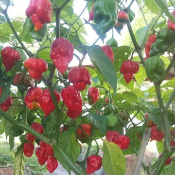  Pepper Seeds - Trinidad Scorpion