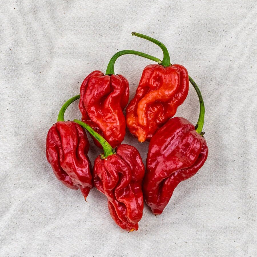 Pepper Seeds - Trinidad Scorpion