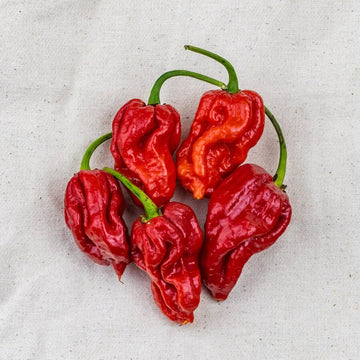  Pepper Seeds - Trinidad Scorpion