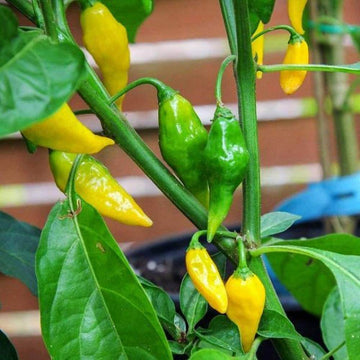 Pepper Seeds - Yellow Aji Limon