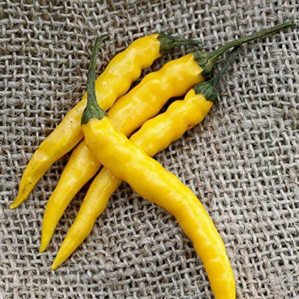 Pepper Seeds - Yellow Bedder Macedonian