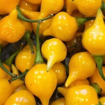 Pepper Seeds - Yellow Biquinho 