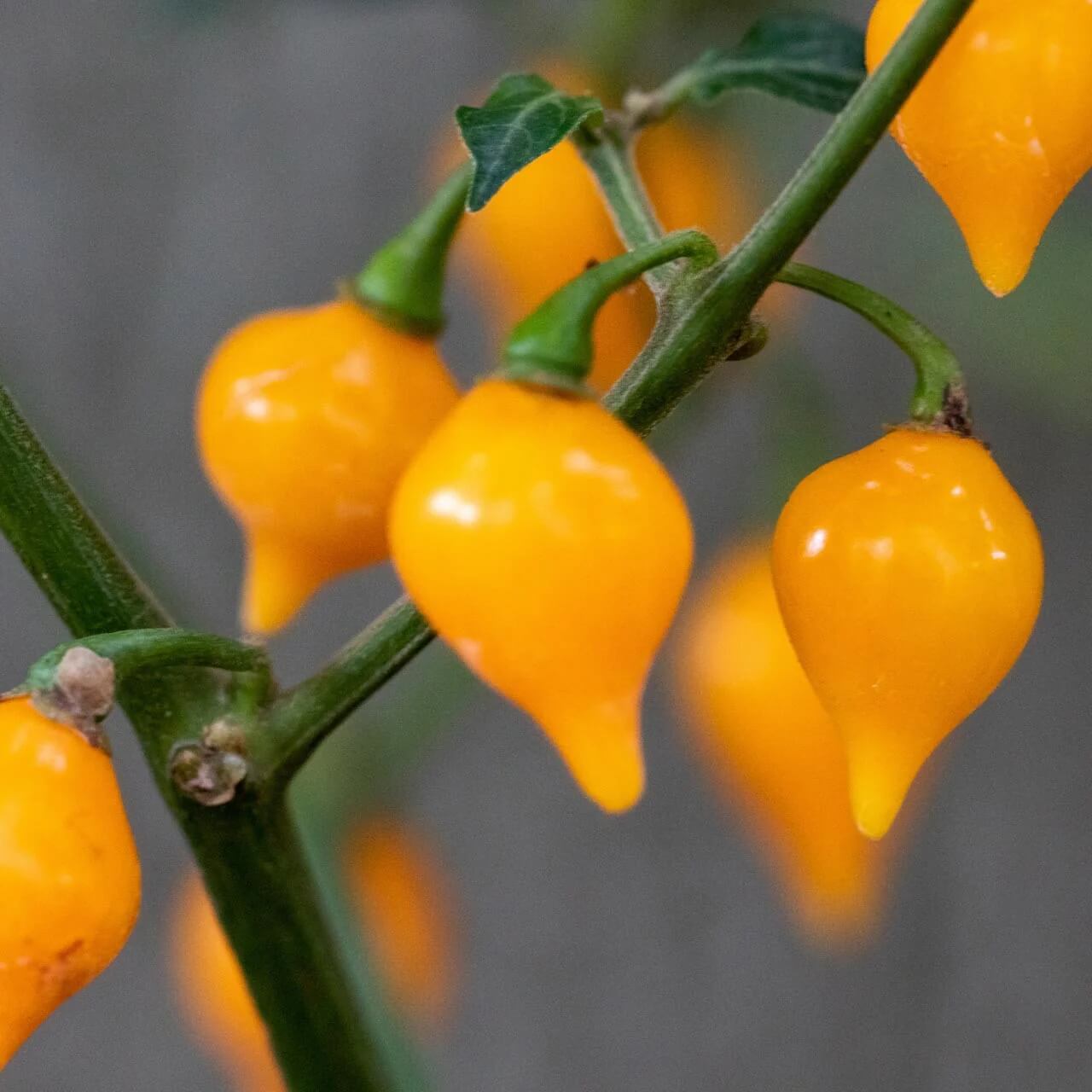 Pepper Seeds - Yellow Biquinho 