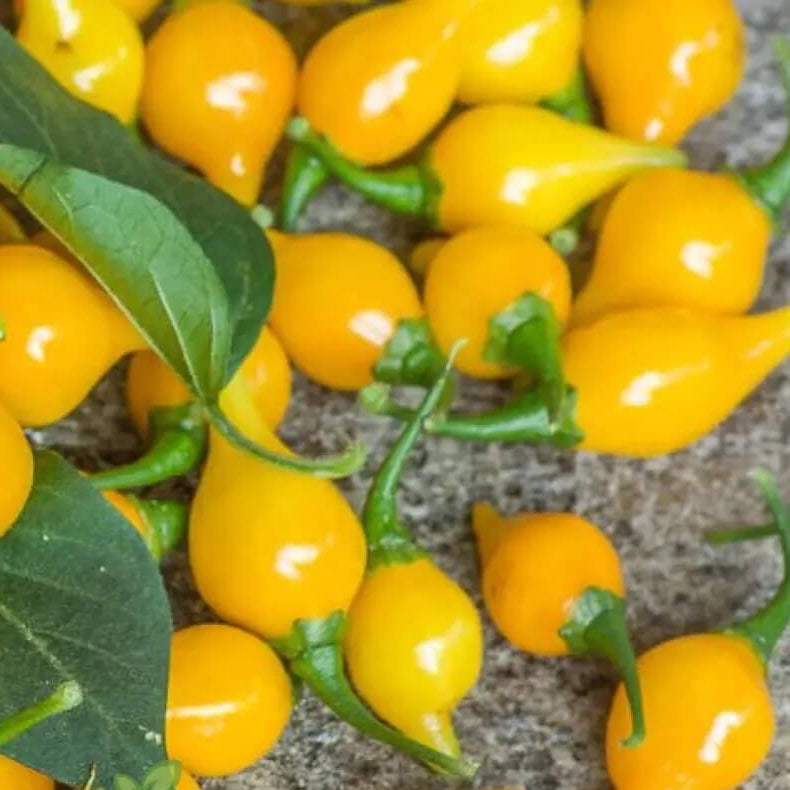 Pepper Seeds - Yellow Biquinho 