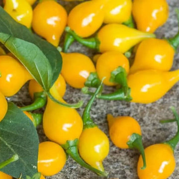 Pepper Seeds - Yellow Biquinho 