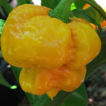  Pepper Seeds - Yellow Brain Strain