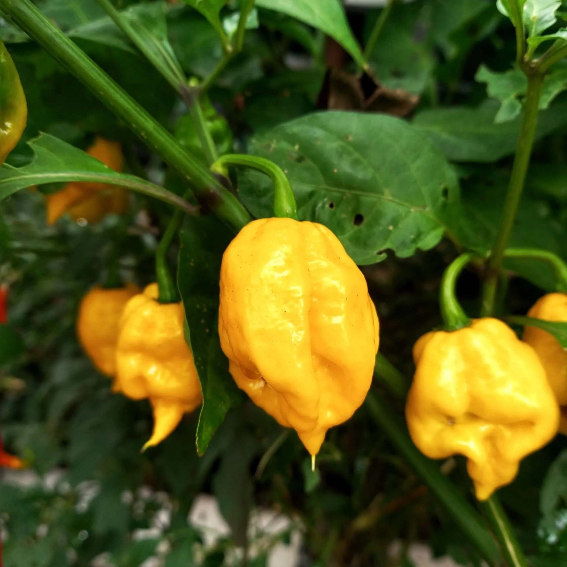 Pepper Seeds - Yellow Reaper