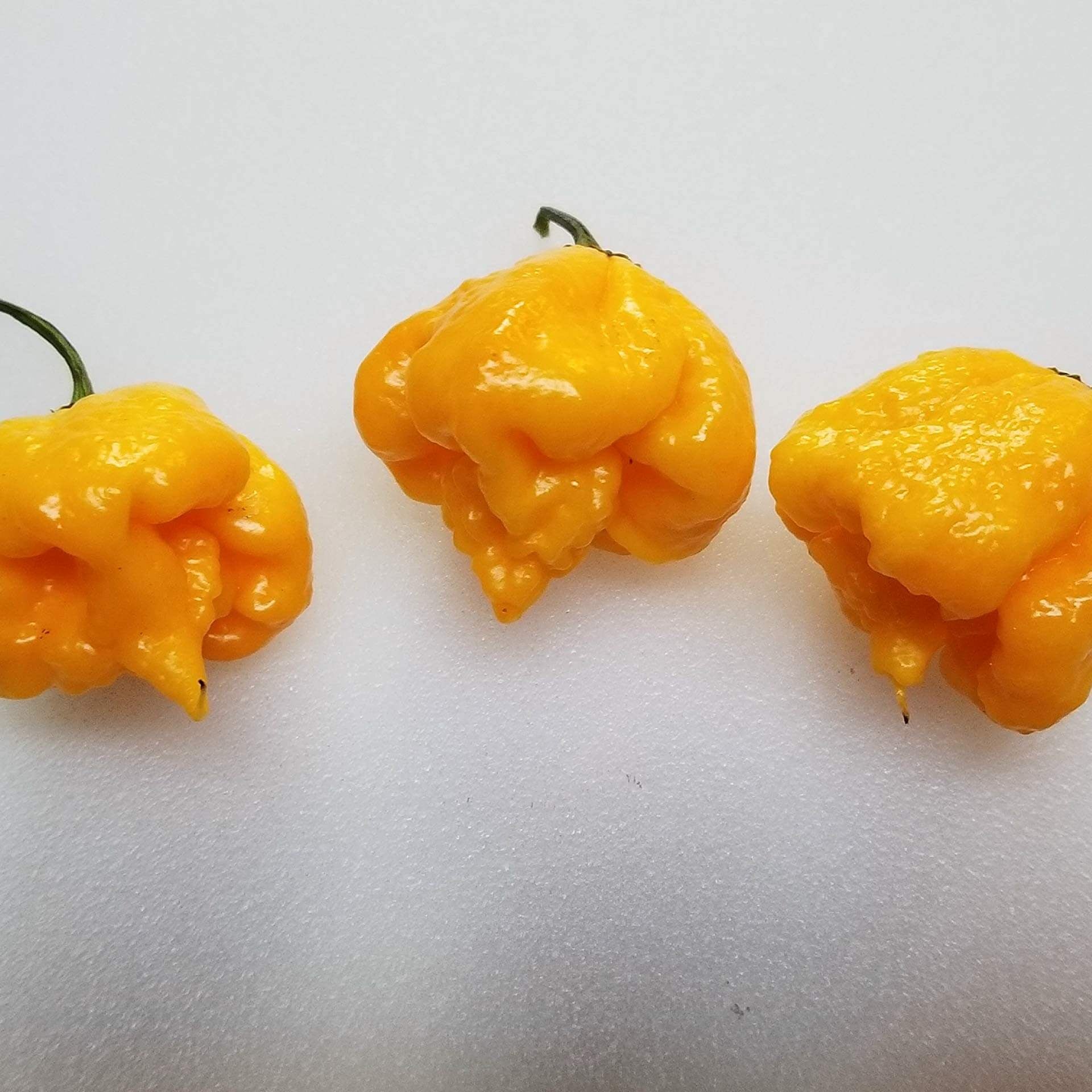 Pepper Seeds - Yellow Reaper