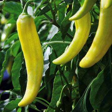 Pepper Seeds - ligjht yellow