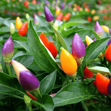 Pepper Seeds - mixed