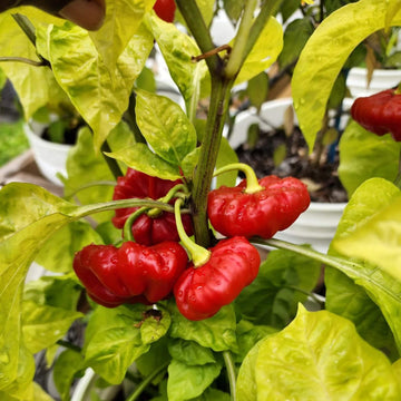 Pepper Seeds - Aji Cubano Dulce Cachucha