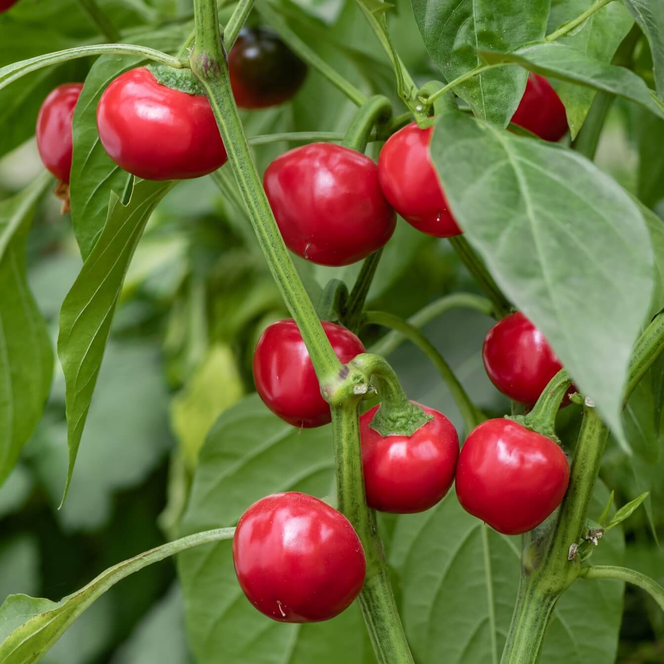 Pepper Seeds - Cherry