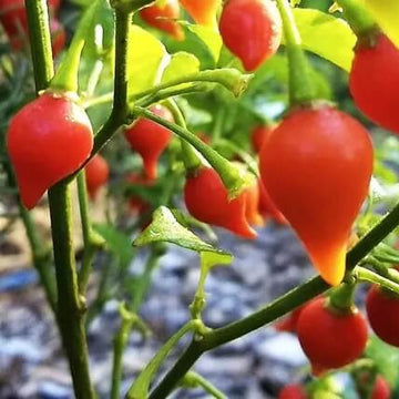 Pepper Seeds - Chupetinha