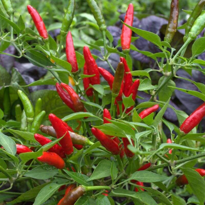 Pepper Seeds - Jamaican Bird 