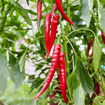  Pepper Seeds - Long Red Hot Chili