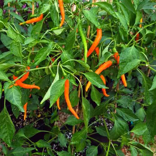 Pepper Seeds - Orange