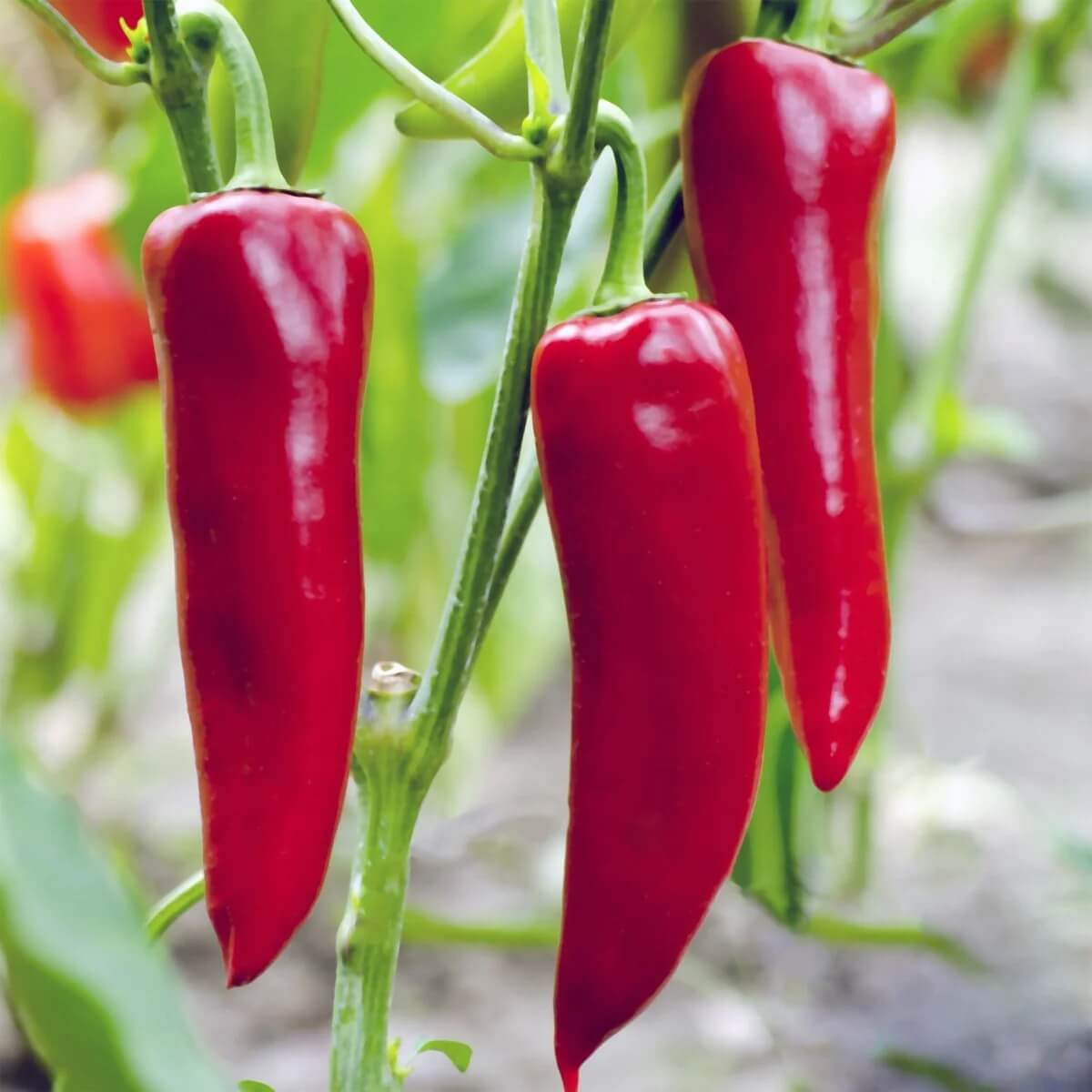  Pepper Seeds - Red Chili Will