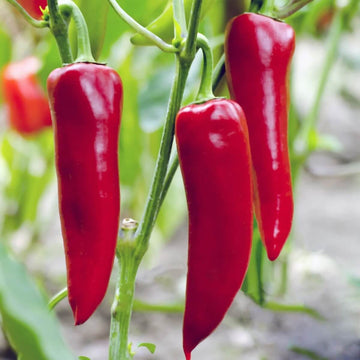  Pepper Seeds - Red Chili Will