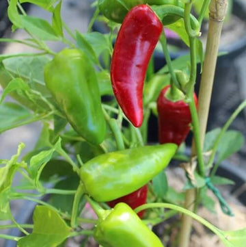 Pepper Seeds - Salkim Biber