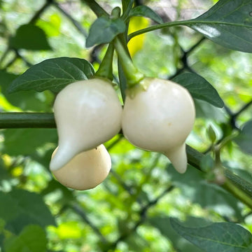 Pepper Seeds - White