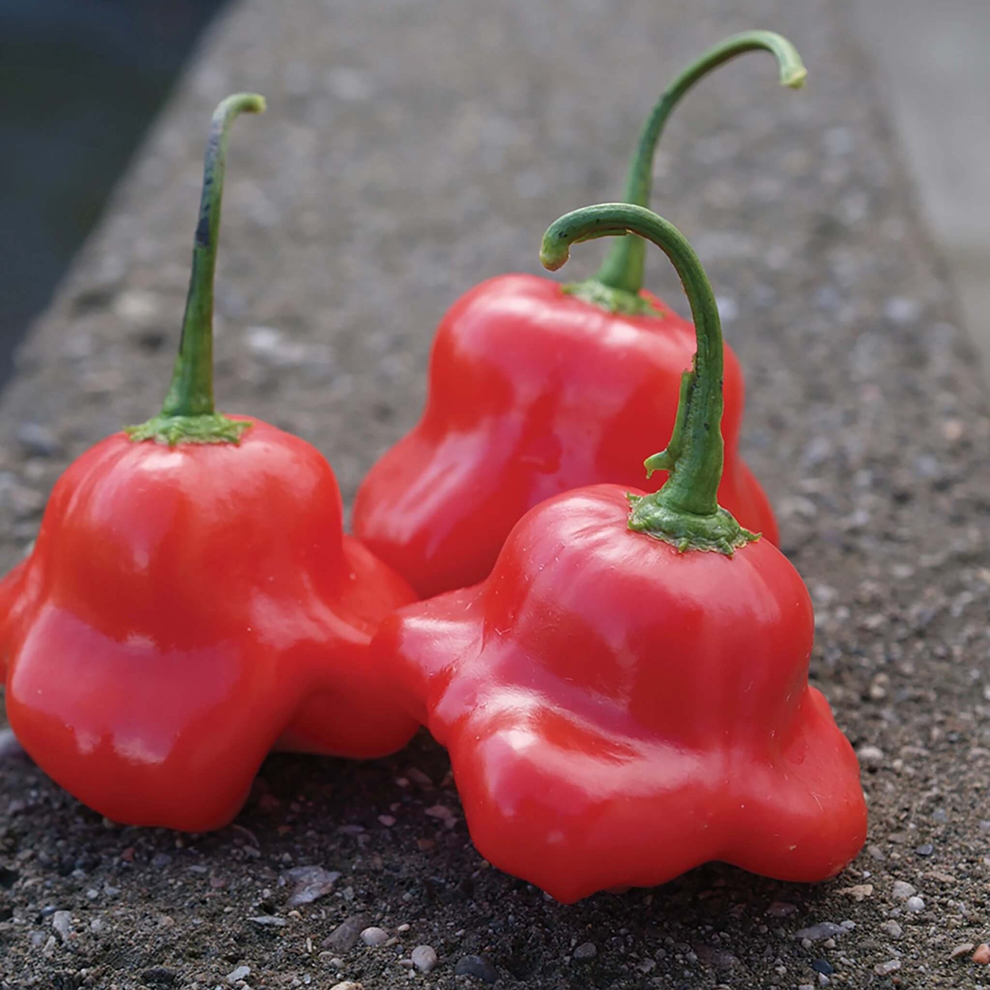 Pepper Seeds – Aka Chapeau  
