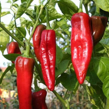 Pepper Seeds – Big Jim 